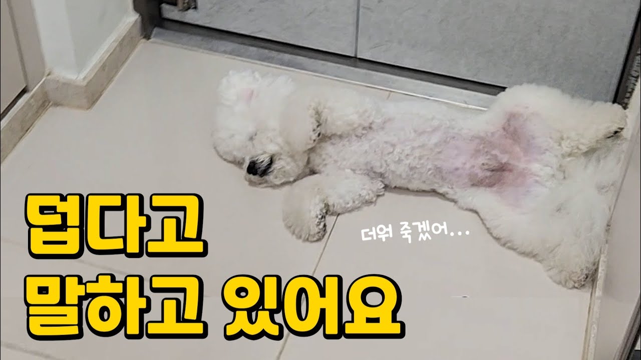 강아지가 더울 때 보이는 3가지 행동