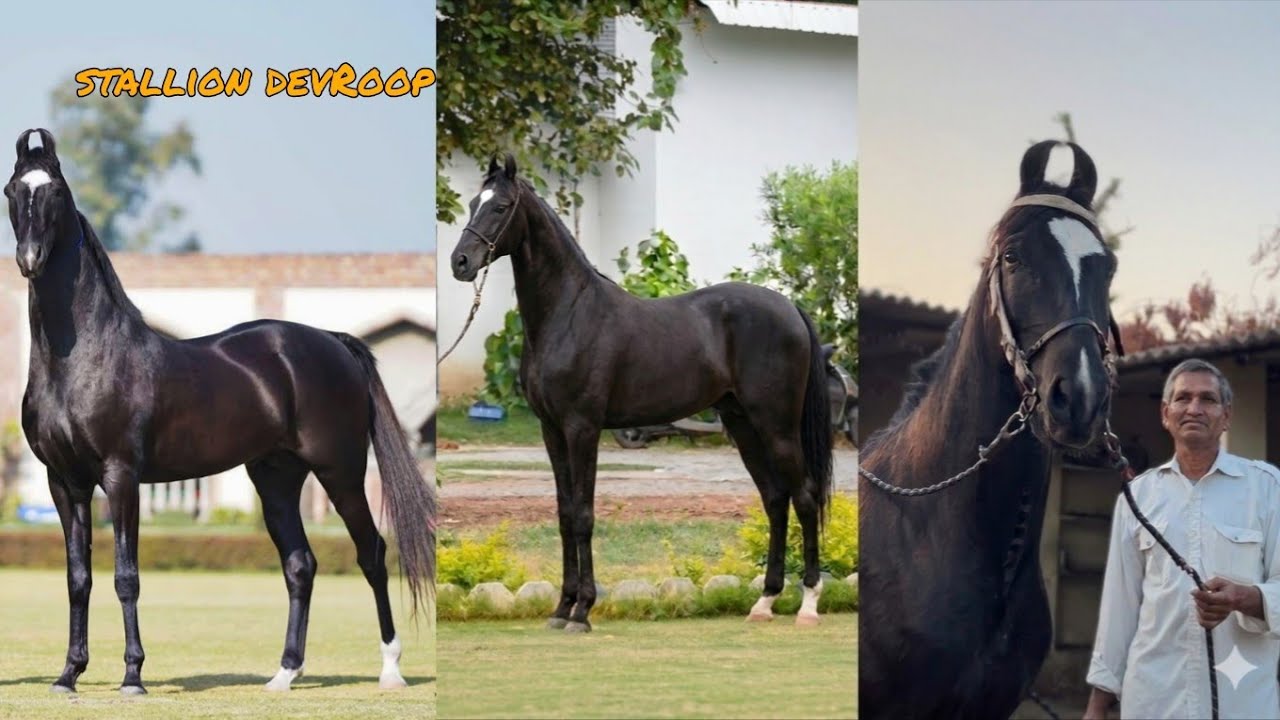 All India Champion DevRoop का बेटा – stallion Nagraj 🏆🐎|| SN HORSE FORM