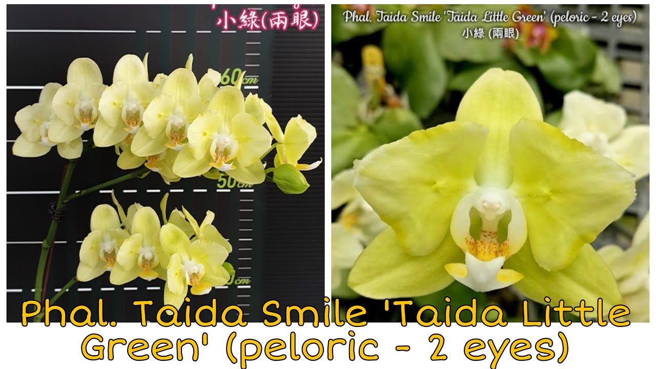 Обзор Посылка с ОрхоРай | Phal. Taida Smile 'Taida Little Green'(peloric &ndash; 2 eyes)