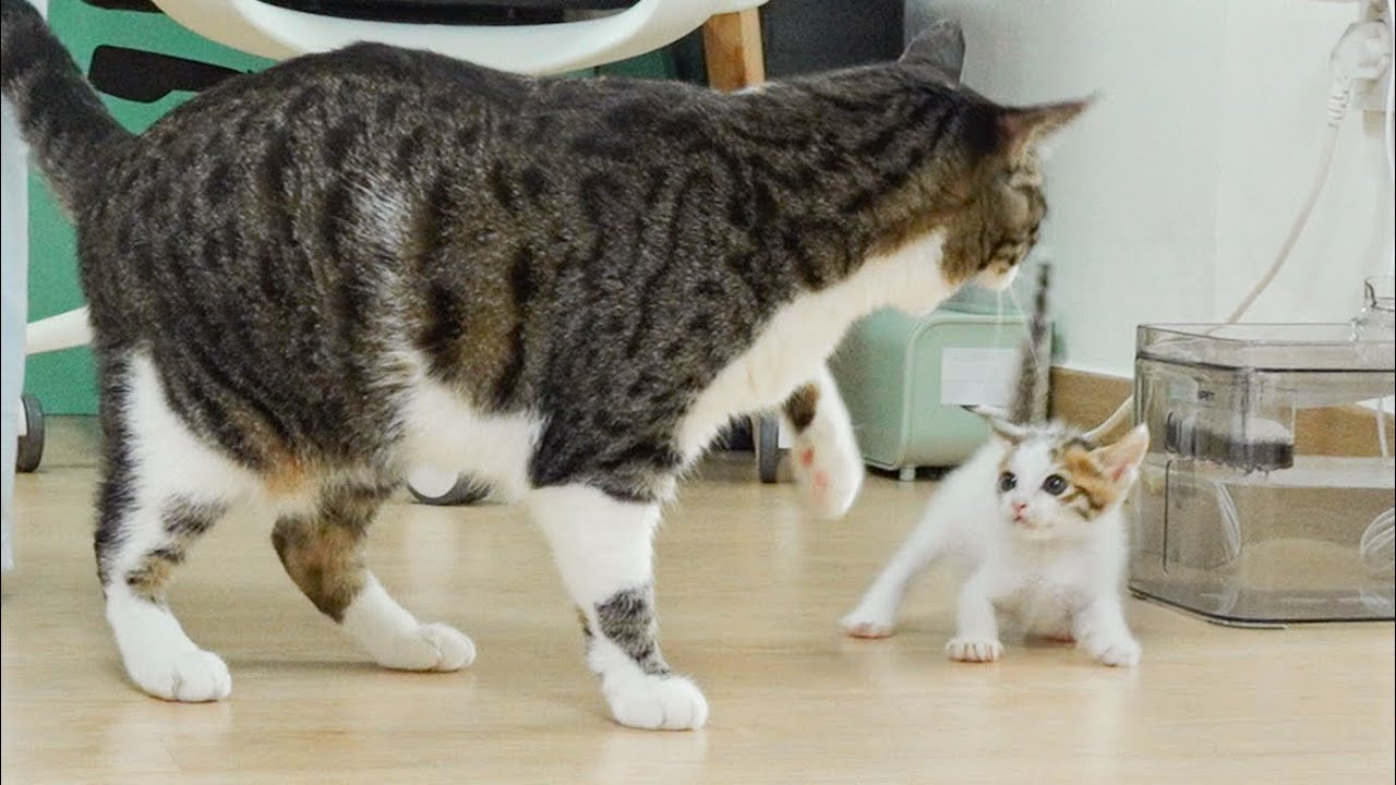 The Big Cat is Really Strict With Two Rescued Kittens │ Episode.9