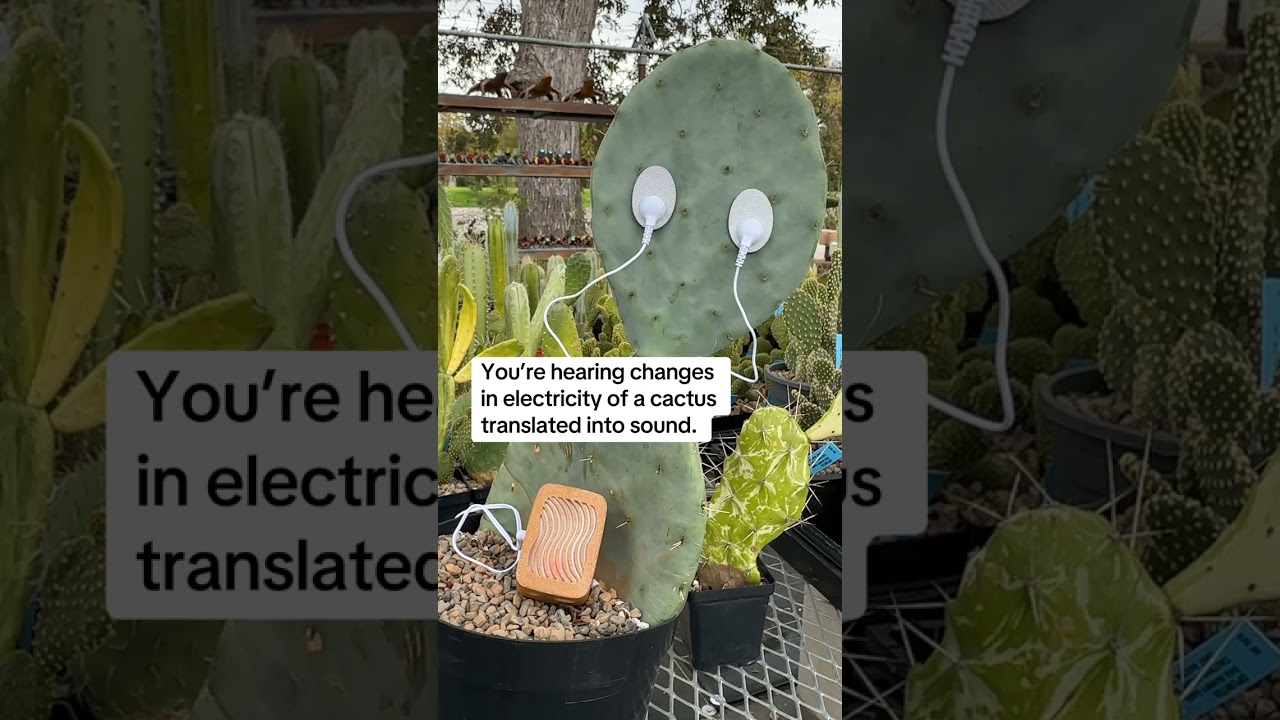 Nopal cactus music with a PlantWave plant music device