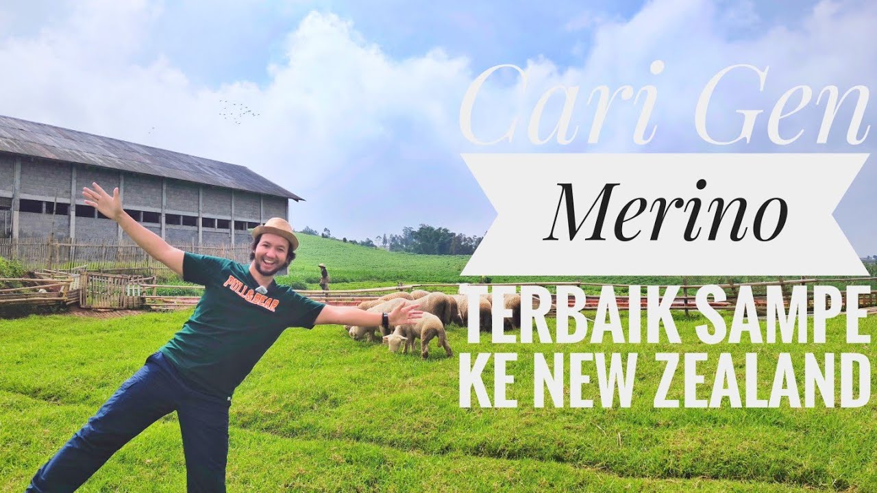 Mencari Gen Domba Merino (Domba Batur) terbaik sampe ke New Zealand 😁