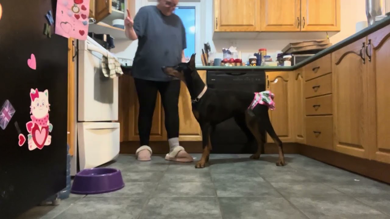 Training for trick dog title. 