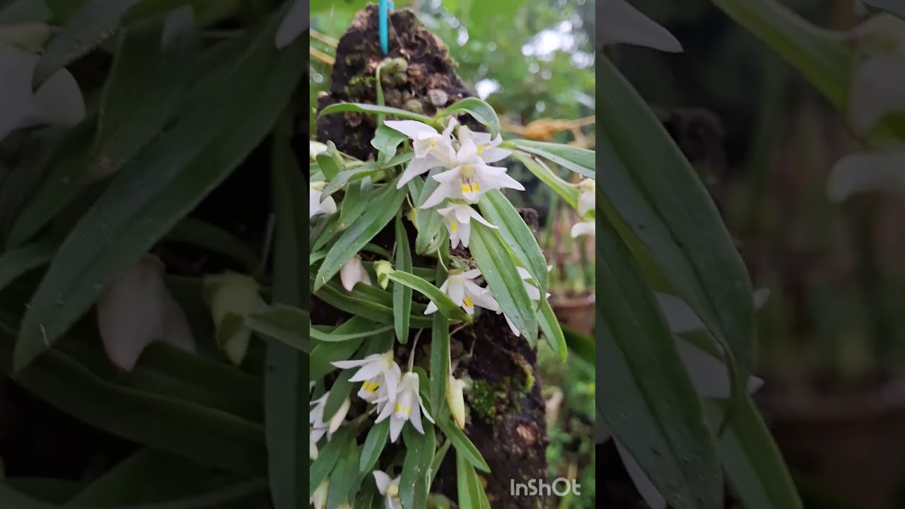 Pinalia Reticosa rare orchid | For sale | #plantsale #flower #gardening #orchid
