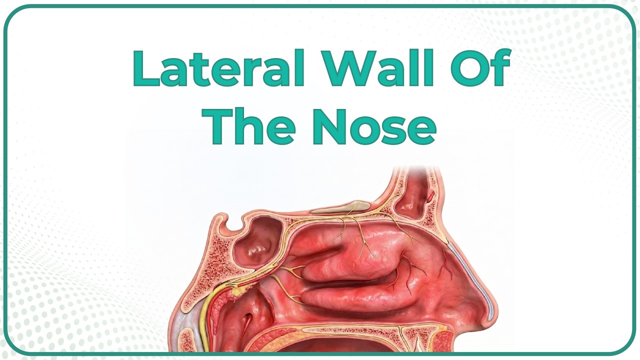 Lateral wall of the nose Anatomy  : Bones, Cartilages and Mucosa