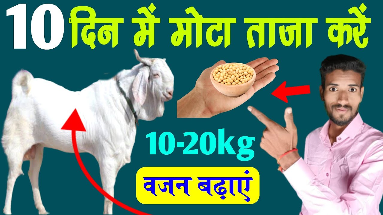 🐐bakre ko mota karne ka tarika | बकरे का वजन बढाने का खुराक✌️bakre ka vajan kaise badhaye?