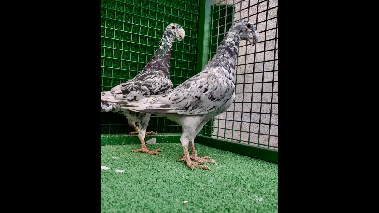 BURSALI OZAN YILMAZ canlı güvercin mezatı #pigeon #güvercin #postagüvercini