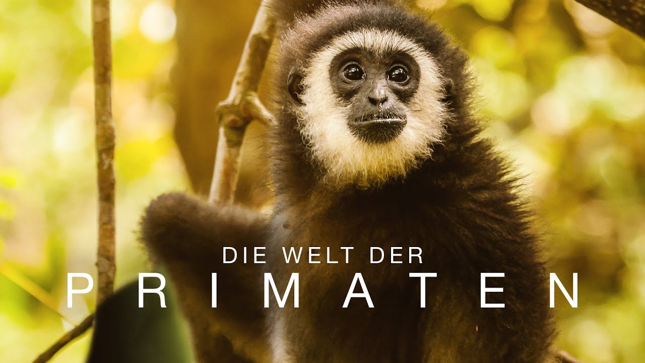 Die Welt der Primaten - Trailer [HD] Deutsch / German