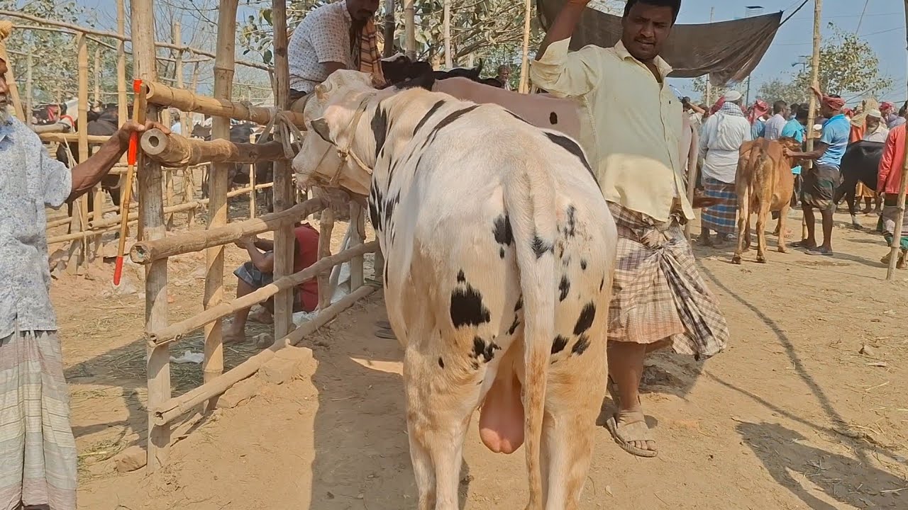 ২৪/২/২০২৬ || খামার উপযোগী ফ্রিজিয়ান সার গরুর বাজার বিখ্যাত চান্দাইকোনা হাট থেকে || goru hat cow