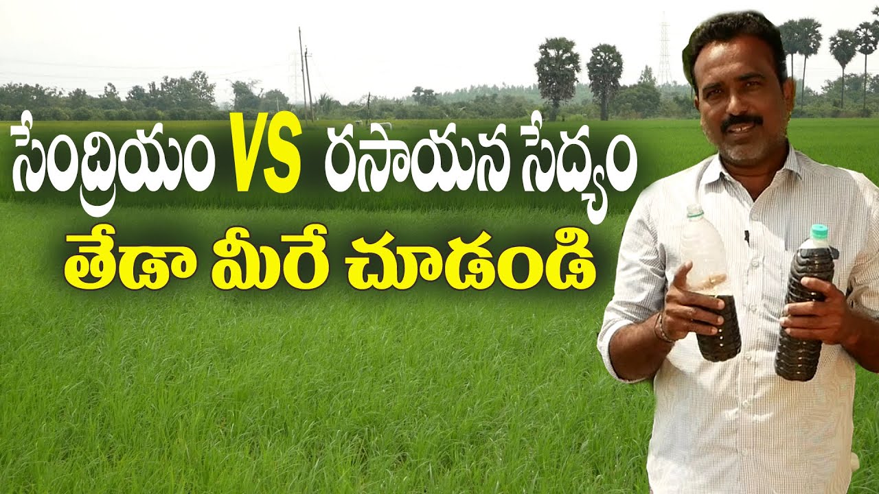 E69 | సేంద్రియం vs రసాయన సేద్యం | Sridhar 99895 33309 | @GramaBazaar