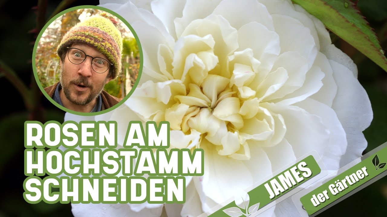 Wie und wann schneidet man Rosenstämmchen I James der Gärtner