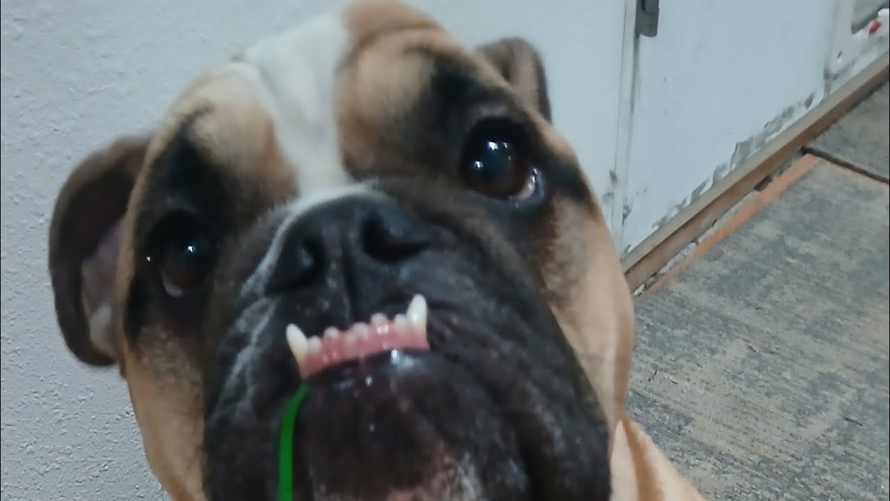 10 Minutes With Scary Dog, Chapter 2: The 2nd Coming