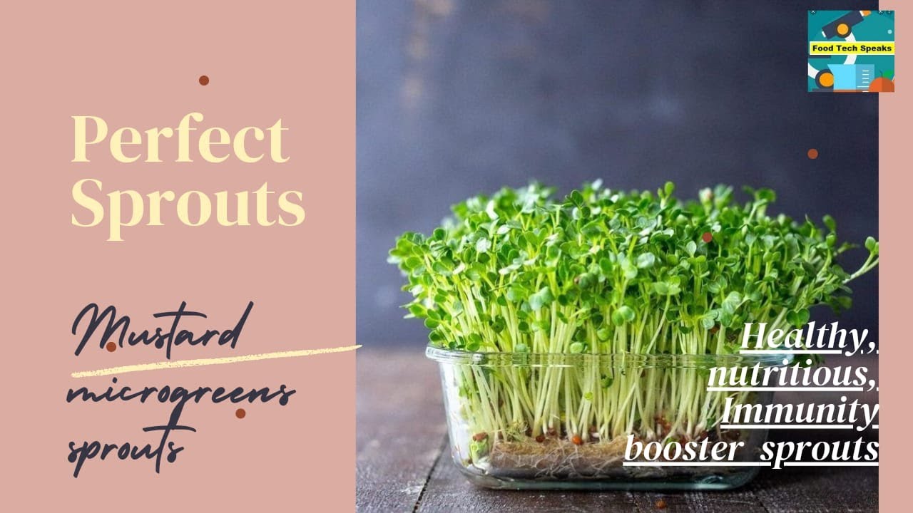 Mustard Seeds Sprouts| Microgreens | Benefits of mustard micro-greens  | All about Sprouts