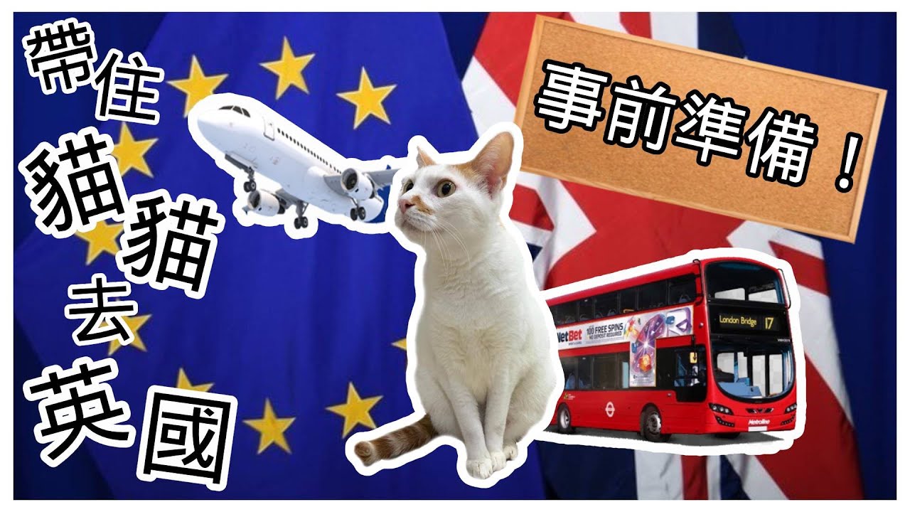 【帶住貓貓去英國の事前準備】寵物移民 經荷蘭、比利時、法國入境經過