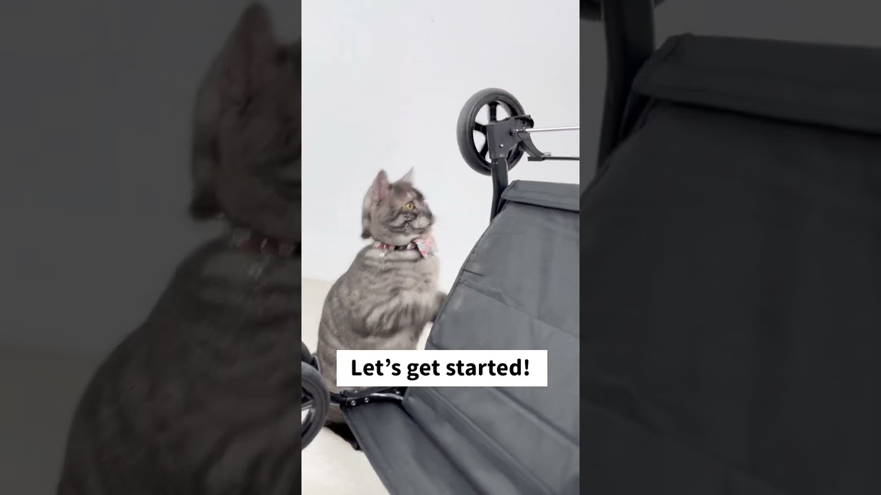 As our office cat, he knows how to do it 😎