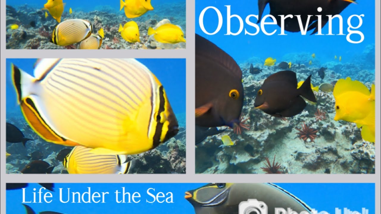 Sitting on the ocean floor observing reef fish 