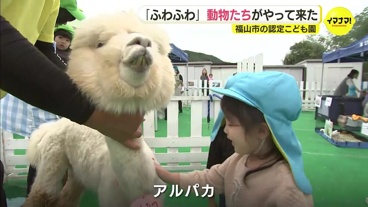「ふわふわ」「かわいい」　動物たちがこども園にやって来た　園児がふれあい