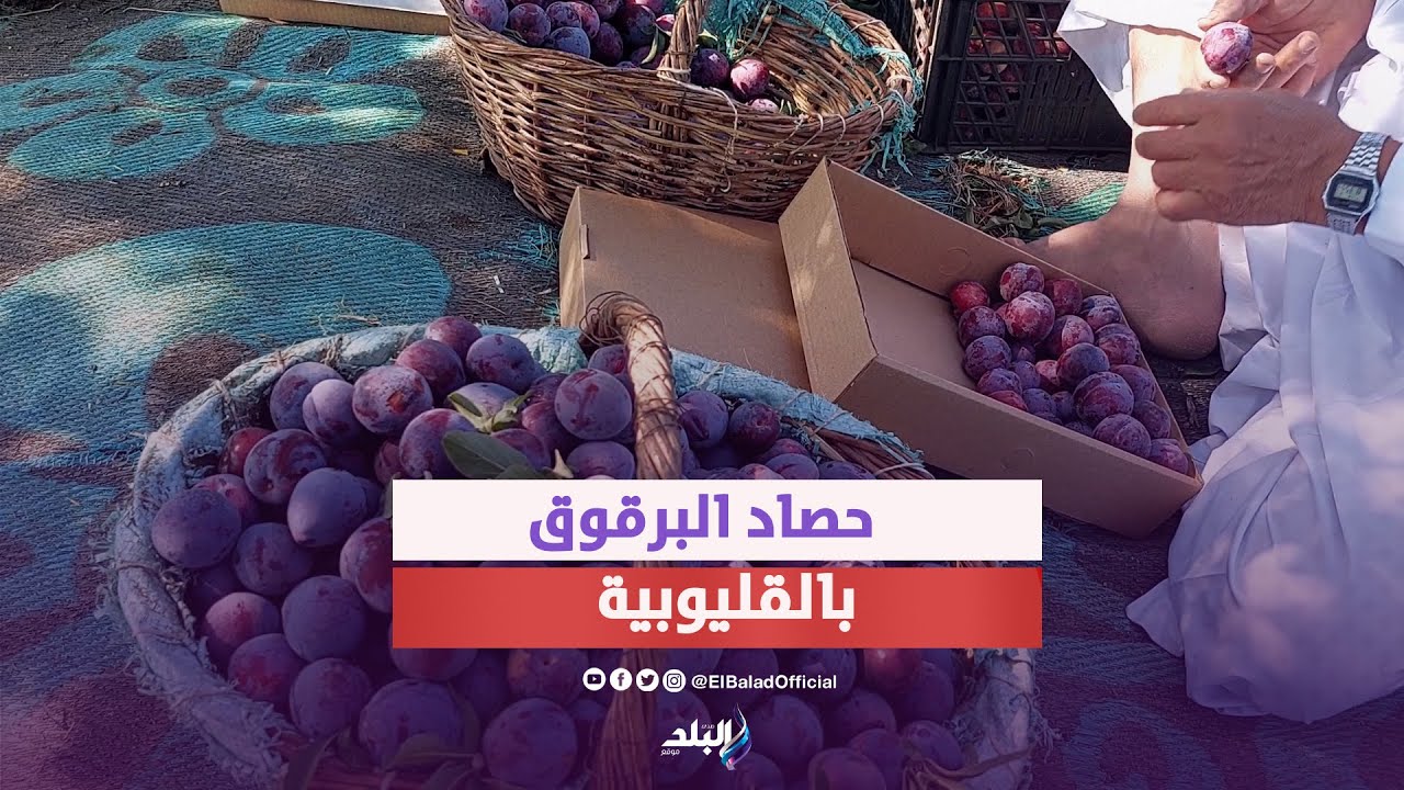 فاكهة الملوك.. فرحة حصاد البرقوق بالقليوبية