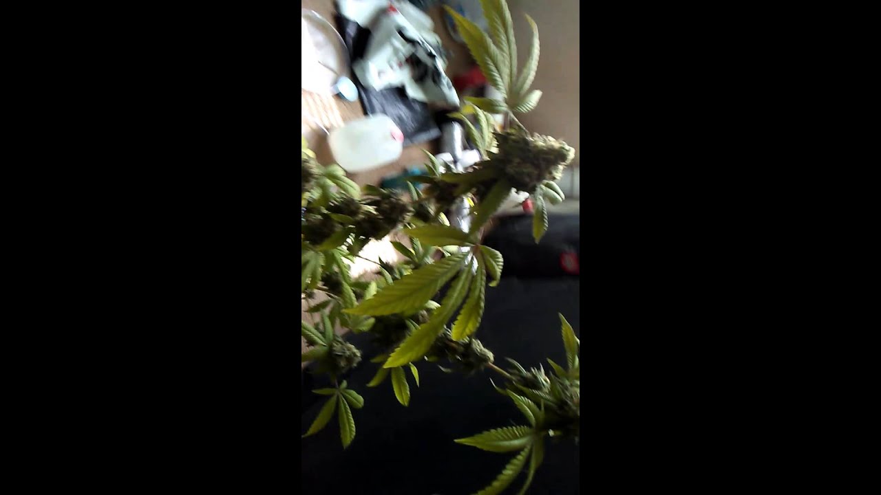 Platinum delights #4,  TangerineOg #1,  Platinum delights #2 and inside of Large Marge