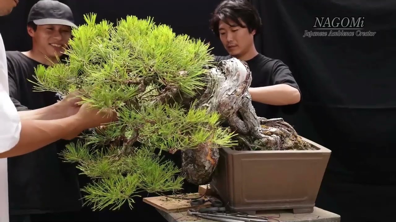 Toshoen Bonsai Short V.
