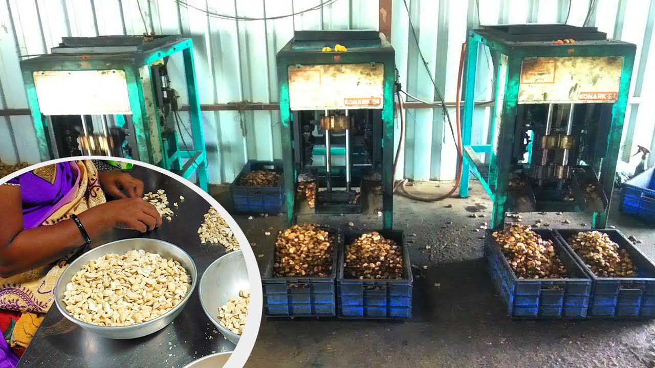 Cashew Manufacturing Is The Top Business Idea In 2021 | Detailed Process Of  Cashew Nuts