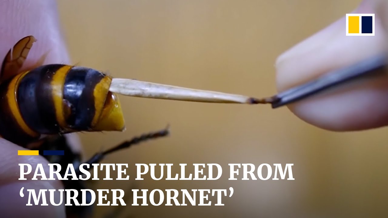 Japanese man performs surgery on giant &lsquo;murder hornet&rsquo; by pulling a parasite from its stomach
