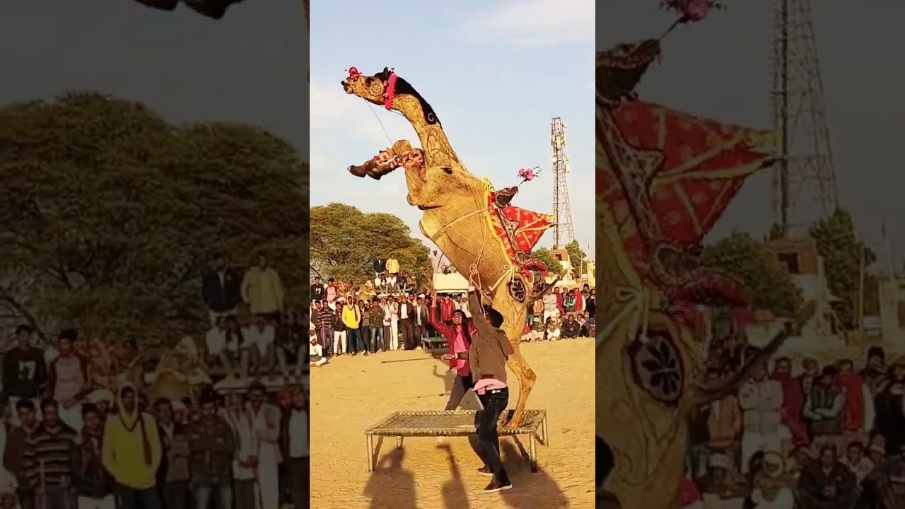 camel dance #cameldance