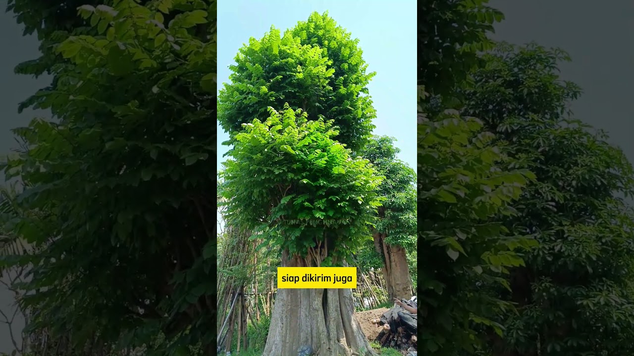 Tanaman Spathodea dengan ukuran istimewah, siap tanam #pohonbesar #spathodea #jakarta #bandung
