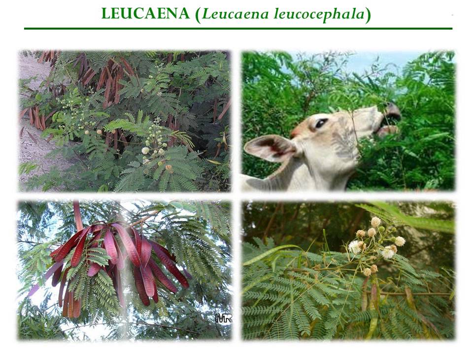 ESPECIES LEÑOSAS PARA SISTEMAS SILVOPASTORILES