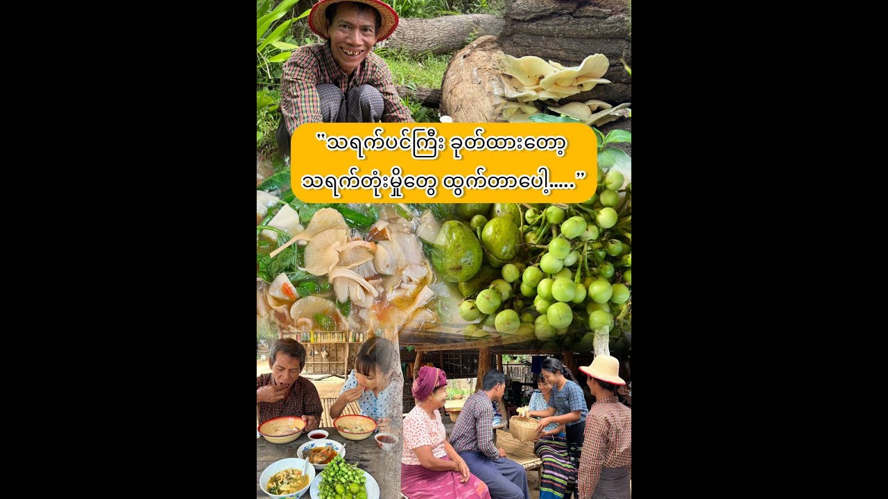“သရက်ပင်ကြီးခုတ်လိုက်တော့ မှိုတွေ ထွက်တာပေါ့..”