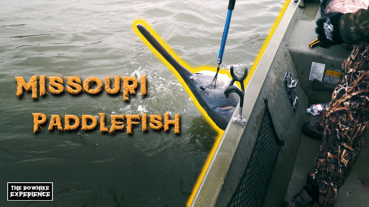 MISSOURI SPOONBILL PADDLEFISH 2020 | 3 MAN LIMIT IN 2 HOURS #SPOONBILL #PADDLEFISH #SNAGGING