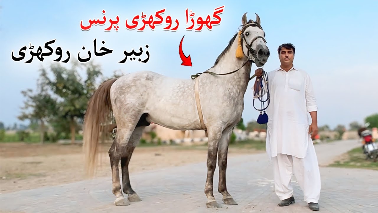 Beautiful Stallion in Mianwali | Ghora Rokhri Prince