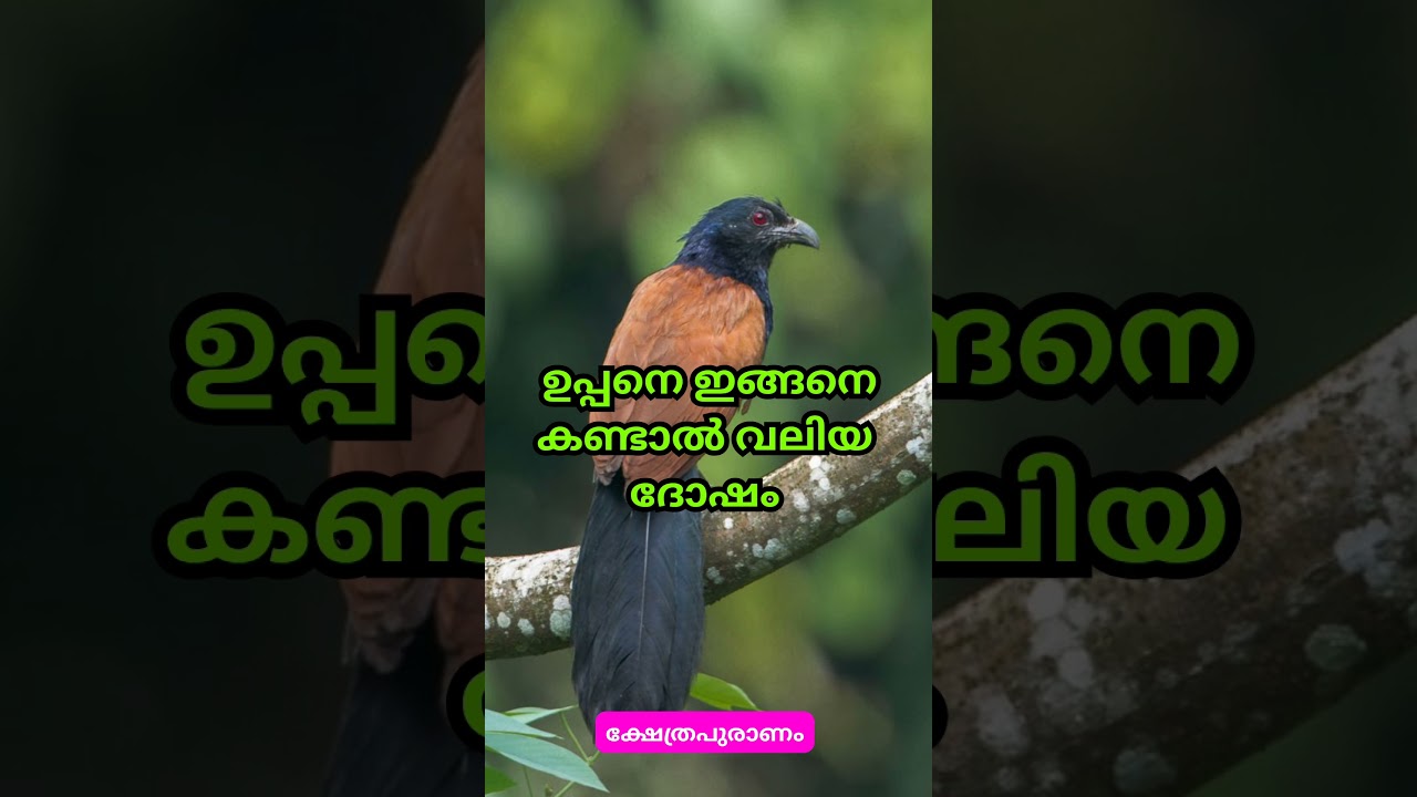 ഉപ്പനെ ഇങ്ങനെ കണ്ടാൽ വലിയ ദോഷം
