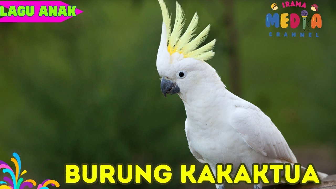 🔴BURUNG KAKAKTUA LAGU ANAK INDONESIA