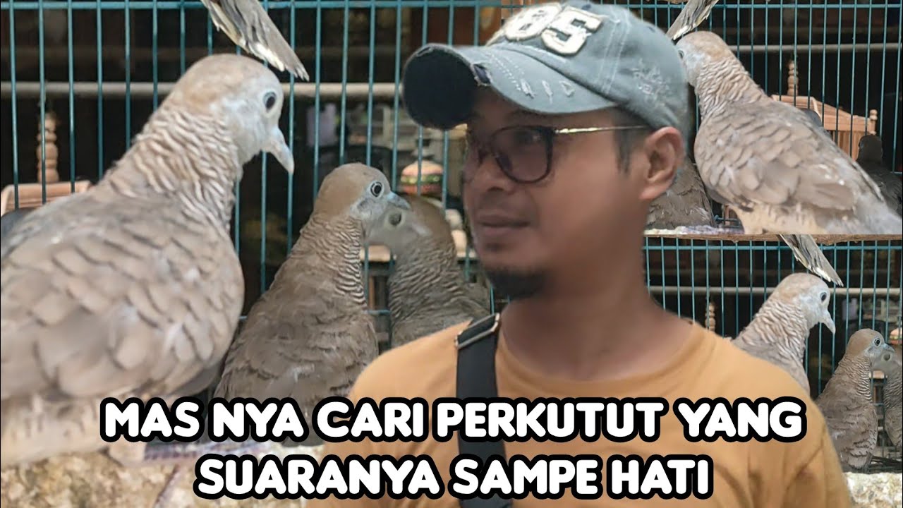 MAS NYA CARI PERKUTUT YANG SUARANYA SAMPE HATI