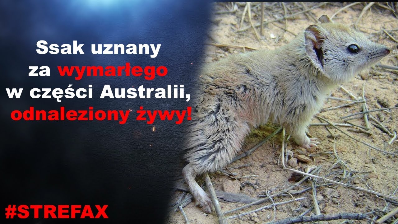 Ssak uznany za wymarłego w części Australii, odnaleziony żywy!