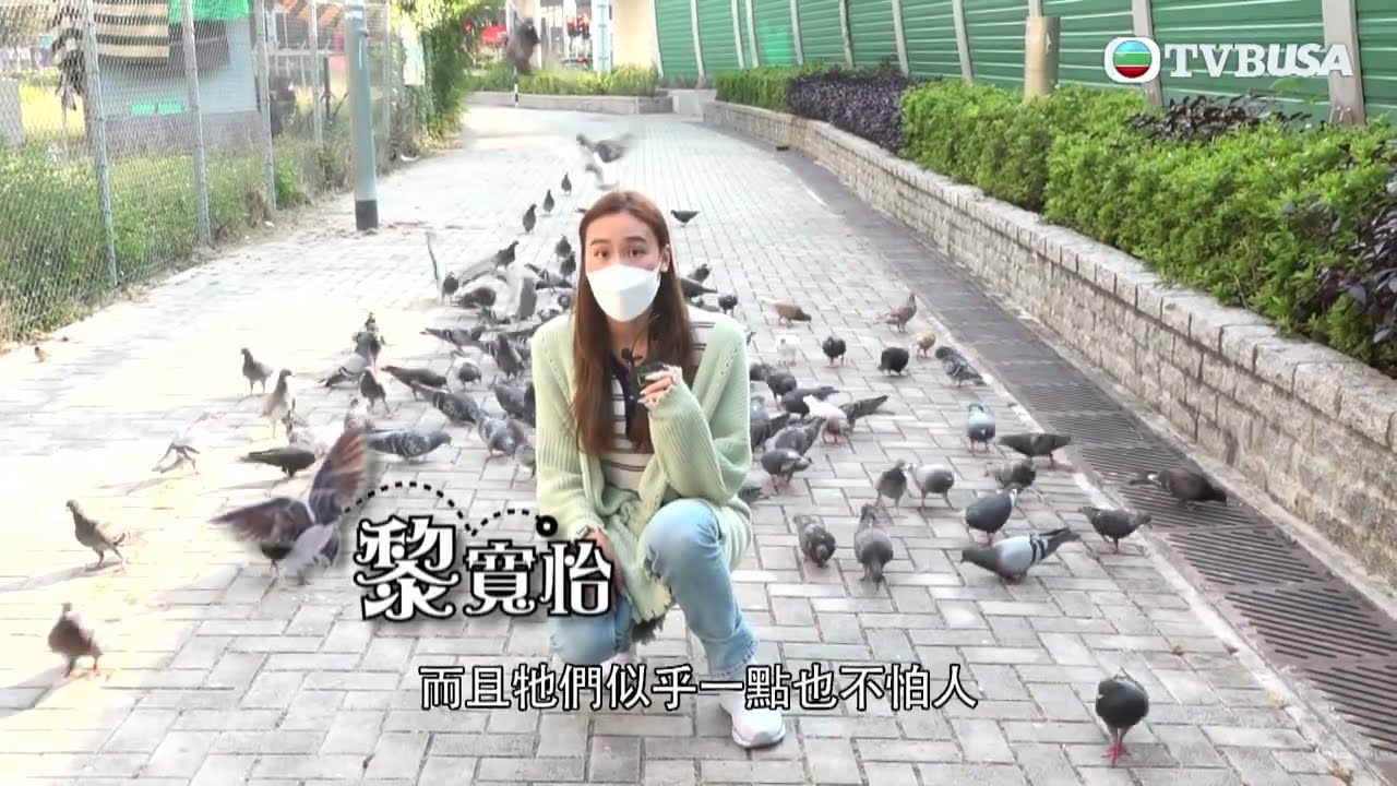 東張西望｜野鴿空襲元朗及西九龍居民｜TVBUSA｜民生