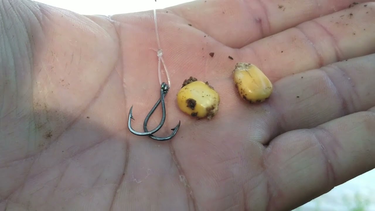 PESCARIA DE PIAPARA DE BARRANCO COM ESSA TECNICA E ESSA ISCA PEGA PIAPARA GRANDE