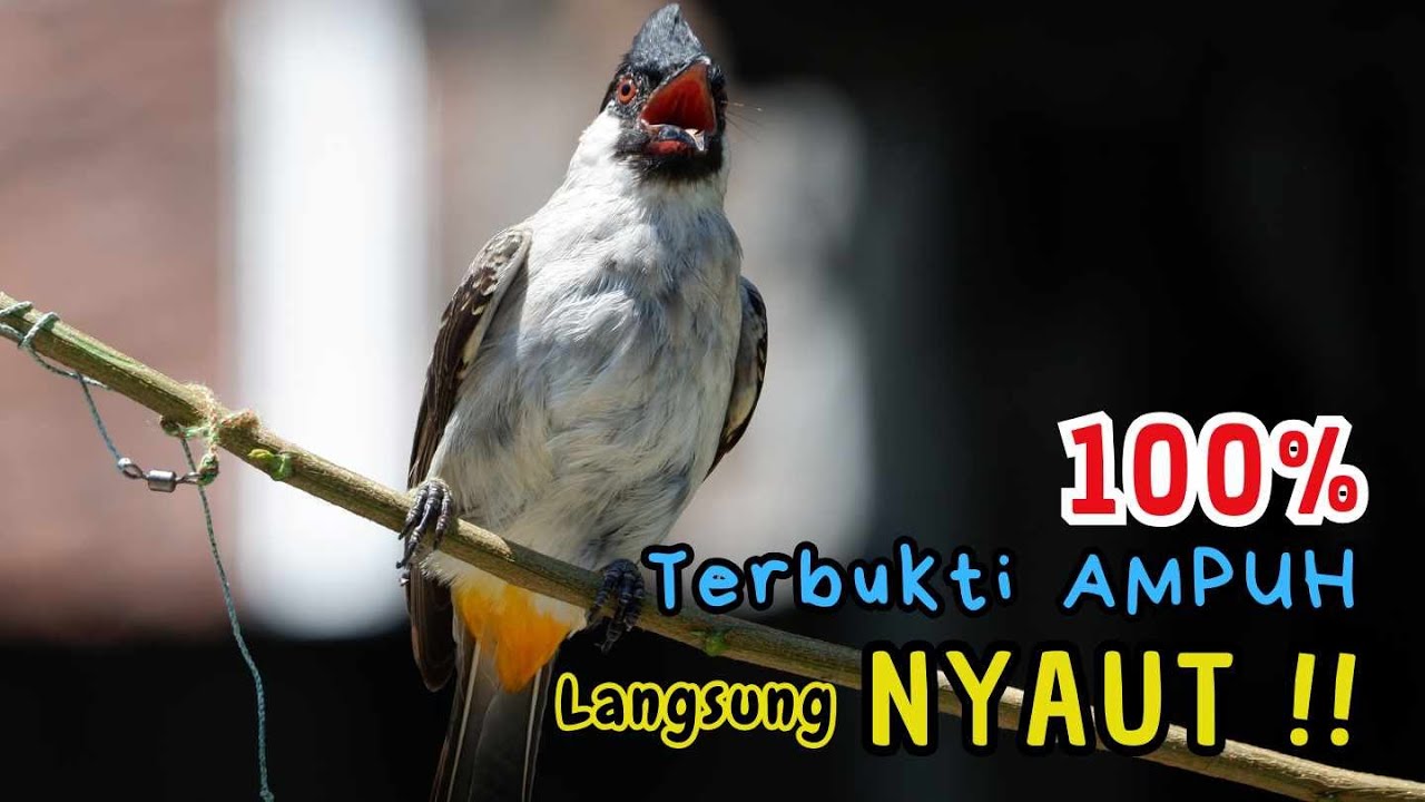 Ampuh Untuk masteran Burung Kutilang Agar Cepat Bunyi Dan Gacor