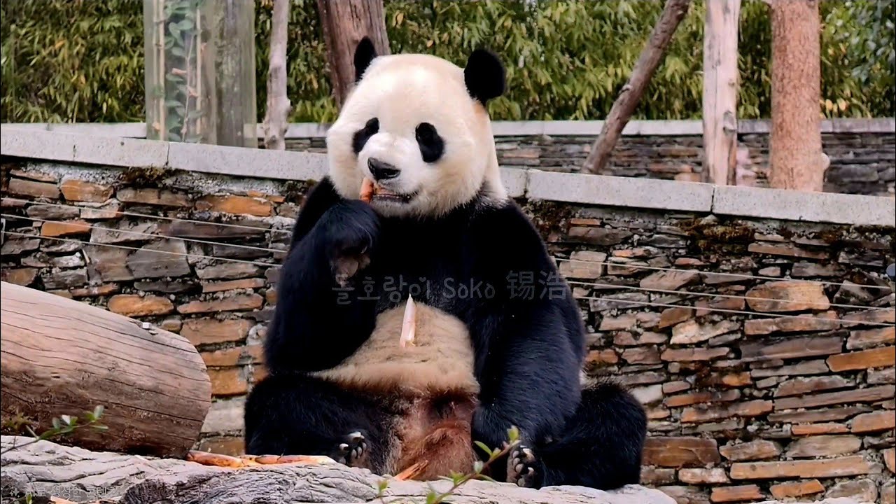 푸바오만큼 죽친자 샤오치지 왕자님~!! | 1월 28일 선수핑 샤오치지 Panda Xiaoqiji