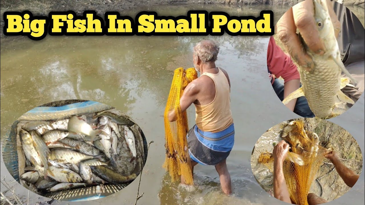 Catching Big Fish In Small Pond || Aj pakde machli || Bada Machli|| #fishing #catchingfish 