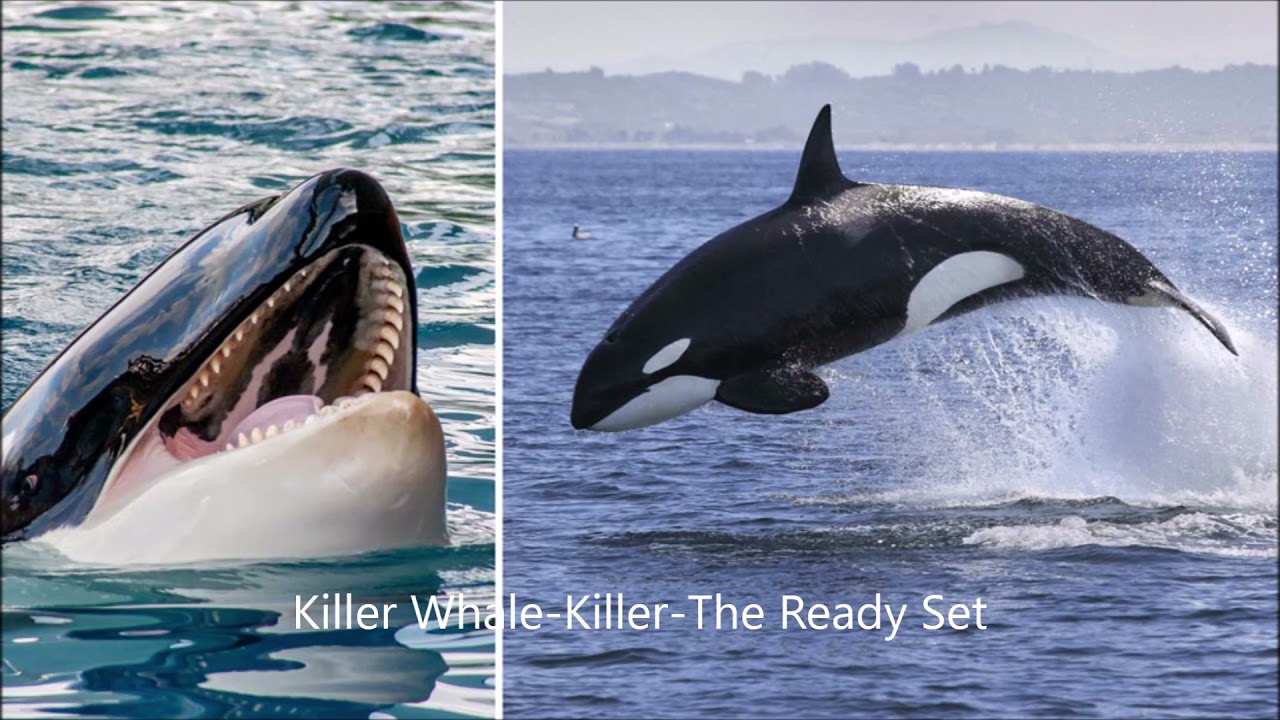 Animals Theme Songs Part 2