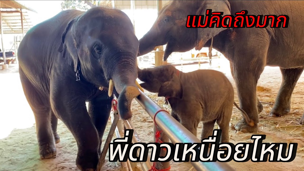 ภาพสุดซึ้ง น้องวิ่งมาหาพี่🤍🥰#พลายดาวมงคล