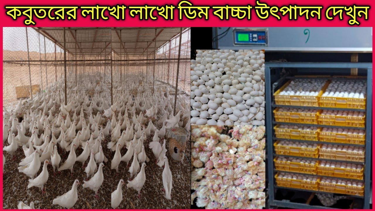 See how to produce millions of eggs in a pigeon farm !! বিশ্বের বৃহত্তম কবুতর খামার !! Pigeon Farm🕊️