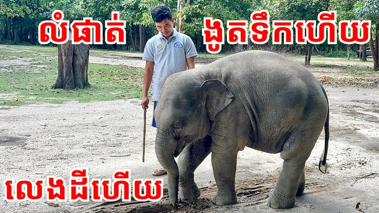 លំផាត់ ងូតទឹកហើយមិនទាន់ លេងដីហើយ 🤣🐘🤣