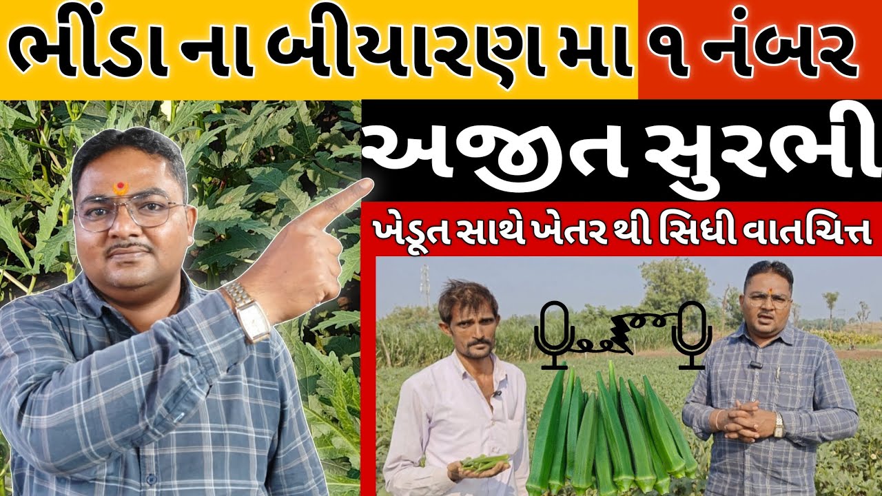 ભીંડા નુ બેસ્ટ બીયારણ | અજીત સુરભી | ajeet surabhi #okra #seeds #ajeet