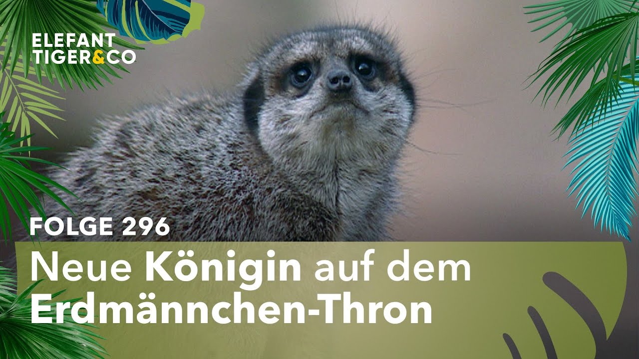 Die kindliche Königin (Folge 296) | Elefant, Tiger & Co. | MDR
