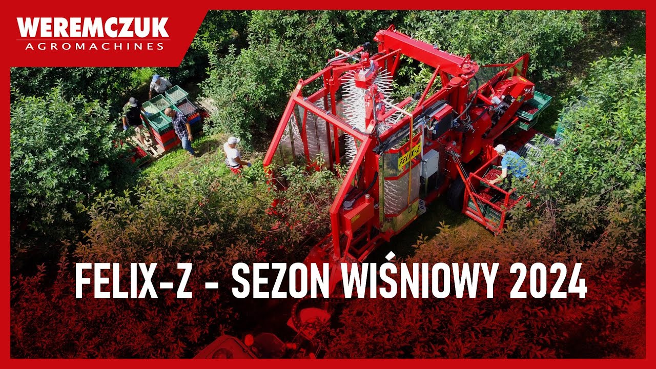 Zbiory wiśni kombajnem FELIX-Z - sezon 2024