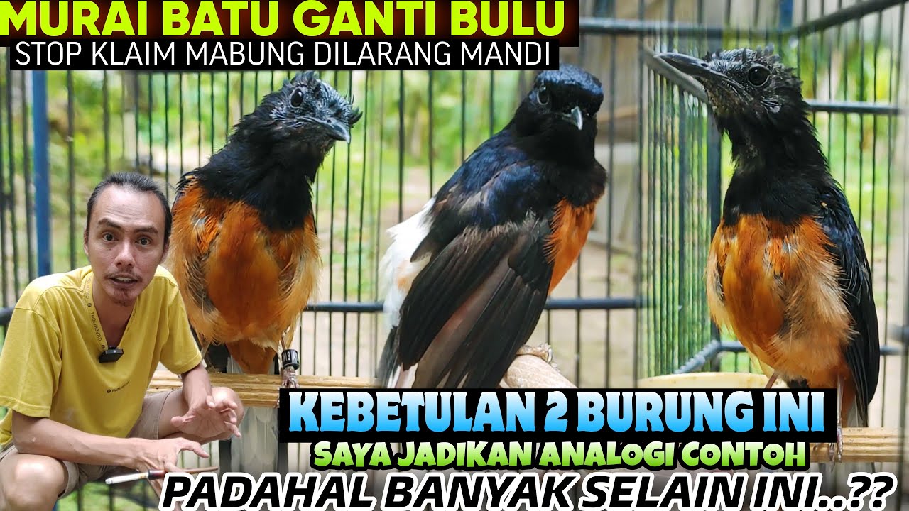 FAKTA KONDISINYA BEGINI 🔥 MURAI BATU NGORAK DIRAWAT BEGINI SAJA ⁉️ SIMPEL