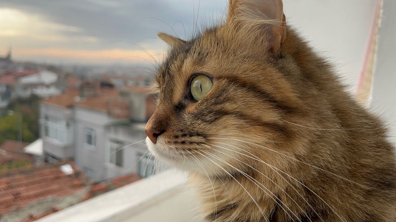 The cat likes to look outside from the balcony.